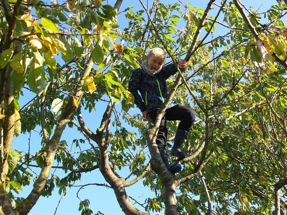 child-in-the-tree-1563149_960_720